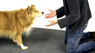 Watch more cute dogs get hilariously confused by a magic trick